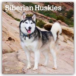 Abbildung von Publishers | Siberian Huskies - Siberian Husky 2026 - 16-Monatskalender | 1. Auflage | 2025 | beck-shop.de