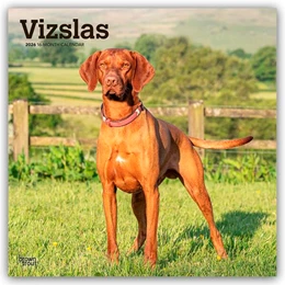 Abbildung von Publishers | Vizslas - Kurzhaariger Ungarischer Vorstehhund 2026 - 16-Monatskalender | 1. Auflage | 2025 | beck-shop.de