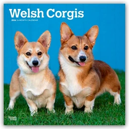 Abbildung von Publishers | Welsh Corgis - Welsh Corgi 2026 - 16-Monatskalender | 1. Auflage | 2025 | beck-shop.de