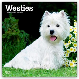 Abbildung von Publishers | West Highland White Terriers - Westhighland White Terrier - Westies 2026 - 16-Monatskalender | 1. Auflage | 2025 | beck-shop.de