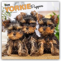 Abbildung von Publishers | Yorkshire Terrier Puppies - Yorkshire Terrier Welpen - Yorkie Puppies - Yorkie Welpen 2026 - 16-Monatskalender | 1. Auflage | 2025 | beck-shop.de