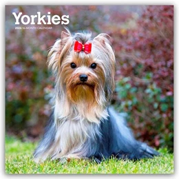 Abbildung von Publishers | Yorkshire Terriers - Yorkshire Terrier - Yorkies 2026 - 16-Monatskalender | 1. Auflage | 2025 | beck-shop.de