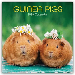 Abbildung von Gifted Stationery Co. Ltd | Guinea Pigs - Meerschweinchen 2026 - 16-Monatskalender | 1. Auflage | 2025 | beck-shop.de