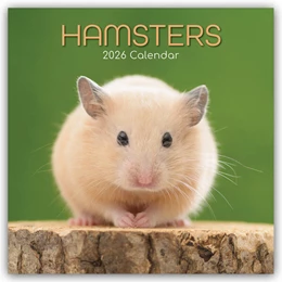 Abbildung von Gifted Stationery Co. Ltd | Hamsters - Hamster 2026 - 16-Monatskalender | 1. Auflage | 2025 | beck-shop.de