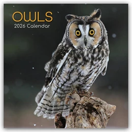 Abbildung von Gifted Stationery Co. Ltd | Owls - Eulen 2026 - 16-Monatskalender | 1. Auflage | 2025 | beck-shop.de