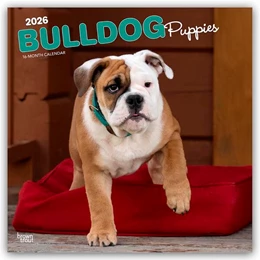 Abbildung von Publishers | Bulldog Puppies - Bulldogge Welpen 2026 - 16-Monatskalender | 1. Auflage | 2025 | beck-shop.de