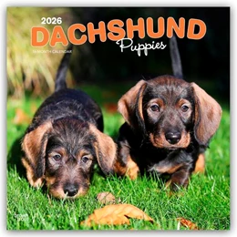 Abbildung von Publishers | Dachshund Puppies - Dackel Welpen 2026 - 16-Monatskalender | 1. Auflage | 2025 | beck-shop.de