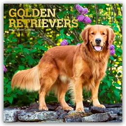 Abbildung von Publishers | Golden Retrievers - Golden Retriever 2026 - 16-Monatskalender | 1. Auflage | 2025 | beck-shop.de