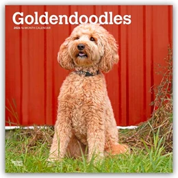 Abbildung von Publishers | Goldendoodles - Goldendoodle 2026 - 16-Monatskalender | 1. Auflage | 2025 | beck-shop.de