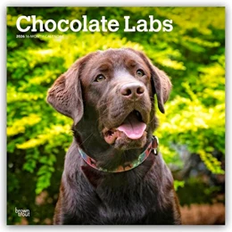 Abbildung von Publishers | Chocolate Labrador Retriever - Brauner Labrador Retriever 2026 - 16-Monatskalender | 1. Auflage | 2025 | beck-shop.de