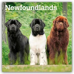 Abbildung von Publishers | Newfoundlands - Neufundländer 2026 - 16-Monatskalender | 1. Auflage | 2025 | beck-shop.de
