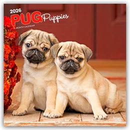 Abbildung von Publishers | Pug Puppies - Mops Welpen 2026 - 16-Monatskalender | 1. Auflage | 2025 | beck-shop.de