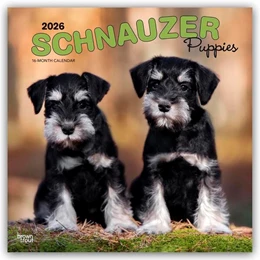 Abbildung von Publishers | Schnauzer Puppies - Schnauzer Welpen 2026 - 16-Monatskalender | 1. Auflage | 2025 | beck-shop.de