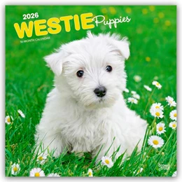 Abbildung von Publishers | West Highland White Terrier Puppies - Westie Puppies - West Highland White Terrier Welpen - Westie Welpen 2026 - 16-Monatskalender | 1. Auflage | 2025 | beck-shop.de