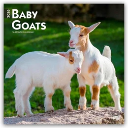 Abbildung von Publishers | Baby Goats - Ziegenbabys 2026 - 16-Monatskalender | 1. Auflage | 2025 | beck-shop.de