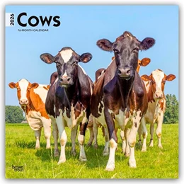 Abbildung von Publishers | Cows - Kühe 2026 - 16-Monatskalender | 1. Auflage | 2025 | beck-shop.de