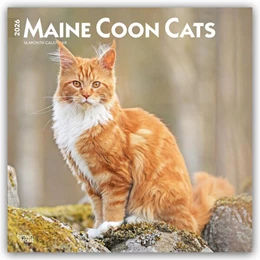 Abbildung von Publishers | Maine Coon Cats - Maine Coon Katzen 2026 - 16-Monatskalender | 1. Auflage | 2025 | beck-shop.de