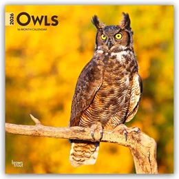 Abbildung von Publishers | Owls - Eulen 2026 - 16-Monatskalender | 1. Auflage | 2025 | beck-shop.de