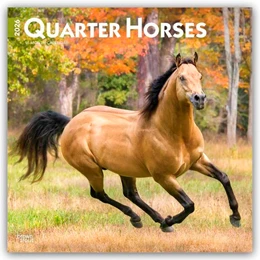 Abbildung von Publishers | Quarter Horses - Quarter Horse 2026 - 16-Monatskalender | 1. Auflage | 2025 | beck-shop.de