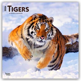 Abbildung von Publishers | Tigers - Tiger 2026 - 16-Monatskalender | 1. Auflage | 2025 | beck-shop.de