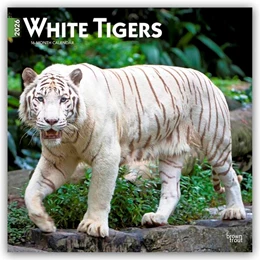 Abbildung von Publishers | White Tigers - Weiße Tiger 2026 - 16-Monatskalender | 1. Auflage | 2025 | beck-shop.de