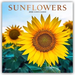 Abbildung von Publishers | Sunflowers - Sonnenblumen 2026 - 16-Monatskalender | 1. Auflage | 2025 | beck-shop.de