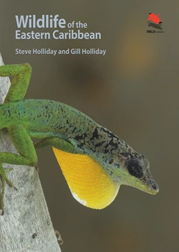 Abbildung von Holliday | Wildlife of the Eastern Caribbean | 1. Auflage | 2025 | beck-shop.de