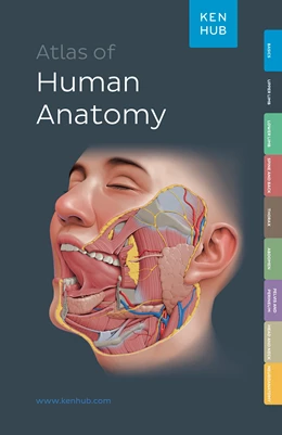 Abbildung von Kenhub Atlas of Human Anatomy | 1. Auflage | 2023 | beck-shop.de