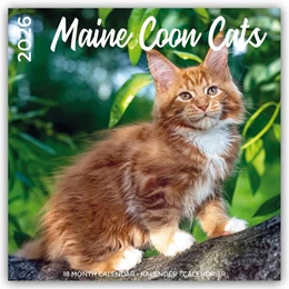 Abbildung von Plenty Gifts | Maine Coon Cats - Main Coon Katzen 2026 - 18-Monatskalender - Original Plenty Gifts-Kalender [Mehrsprachig] [Kalender] | 1. Auflage | 2025 | beck-shop.de