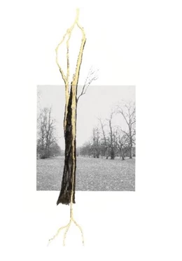 Abbildung von Adjil / Chow | Giuseppe Penone. Thoughts in the Roots | 1. Auflage | 2025 | beck-shop.de