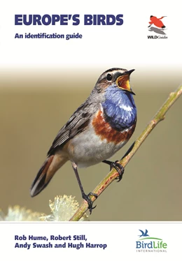 Abbildung von Hume / Still | Europe's Birds | 1. Auflage | 2021 | beck-shop.de