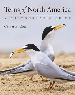 Abbildung von Cox | Terns of North America | 1. Auflage | 2024 | beck-shop.de
