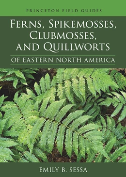 Abbildung von Sessa | Ferns, Spikemosses, Clubmosses, and Quillworts of Eastern North America | 1. Auflage | 2024 | beck-shop.de
