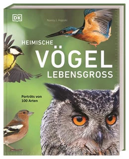 Abbildung von Hajeski / DK Verlag | Heimische Vögel lebensgroß | 1. Auflage | 2026 | beck-shop.de