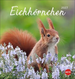 Abbildung von Heye | Eichhörnchen Postkartenkalender 2027 | 1. Auflage | 2026 | beck-shop.de
