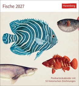 Abbildung von Fische Postkartenkalender 2027 - Postkartenkalender mit 53 historischen Zeichnungen | 1. Auflage | 2026 | beck-shop.de