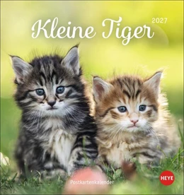 Abbildung von Heye | Katzen Postkartenkalender Kleine Tiger 2027 | 1. Auflage | 2026 | beck-shop.de