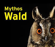 Cover Mythos Wald